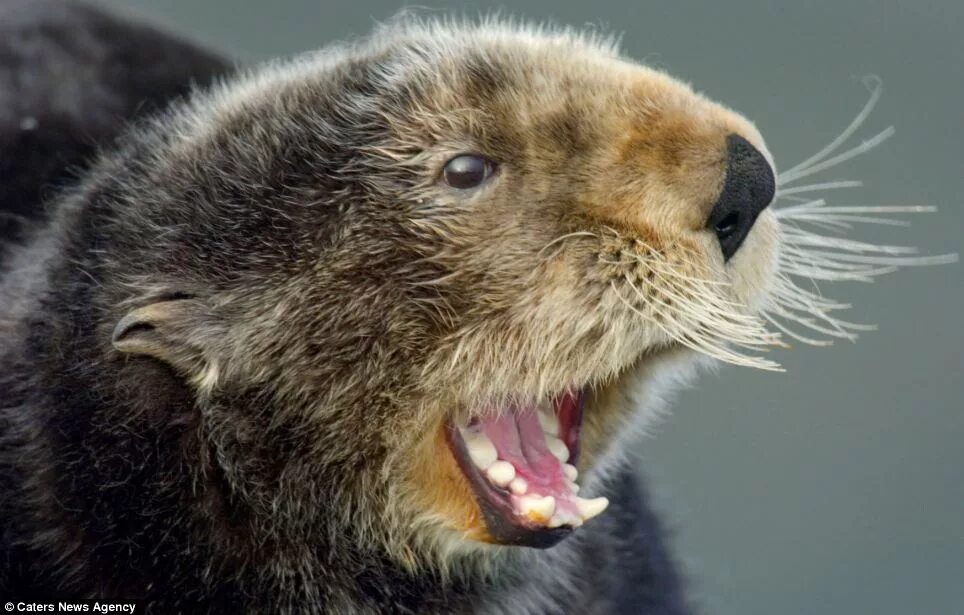 The animals is happy