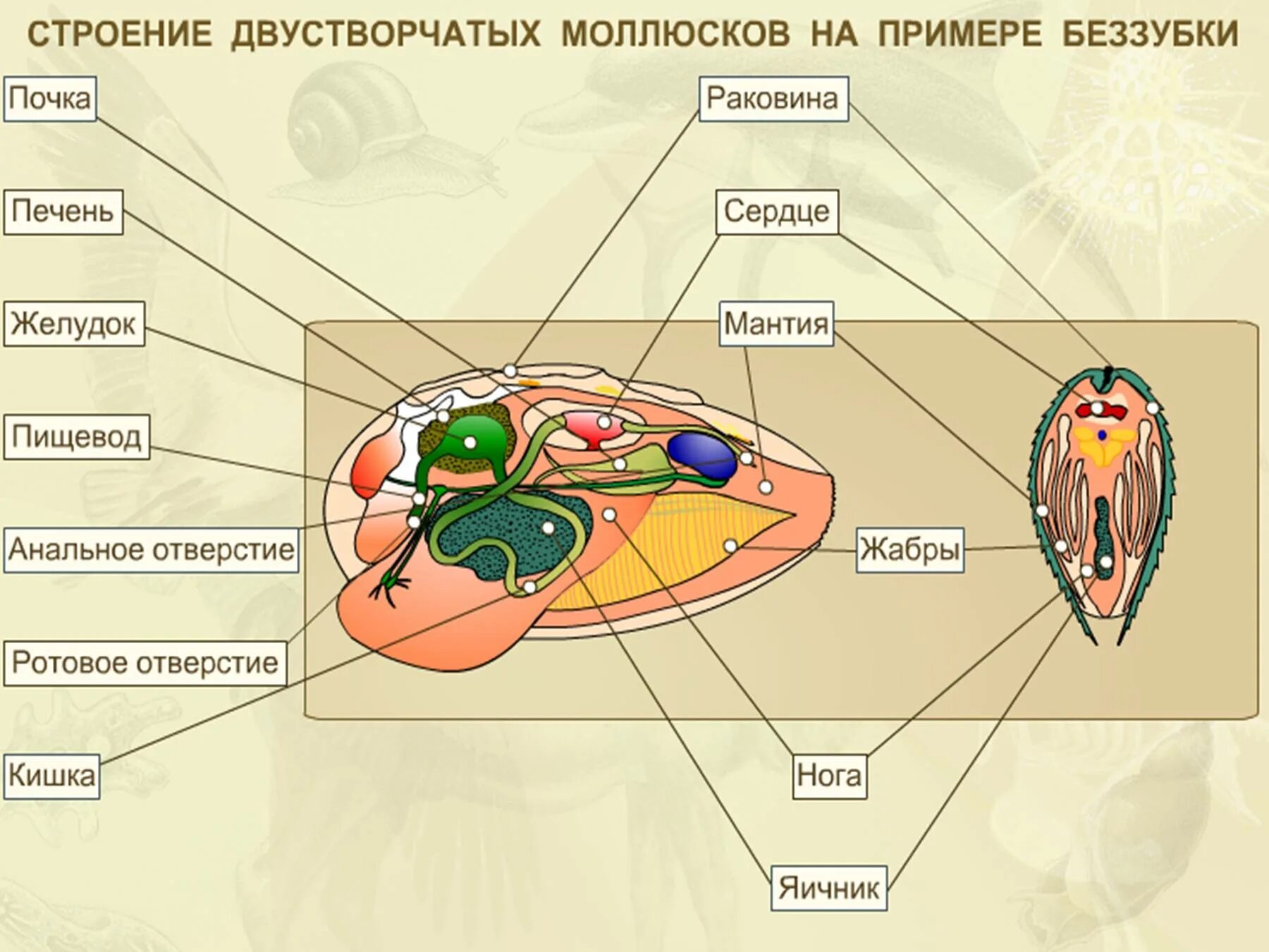 Класс двустворчатые внешнее строение. Внутреннее строение мидии рисунок. внутреннее строение двустворчатых моллюсков. строение двустворчатых моллюсков беззубка. беззубка моллюск внутреннее строение.