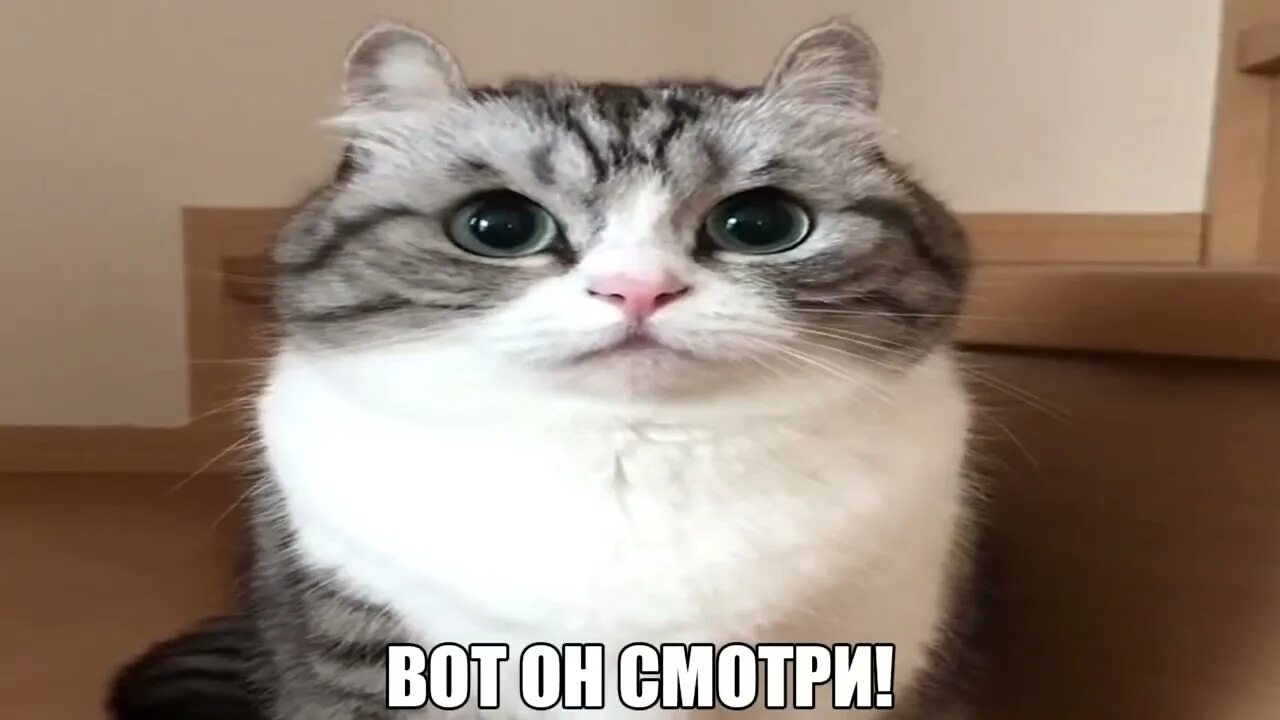 Мемы с комару кот Мммммммм бананчики Кипяток Дзен