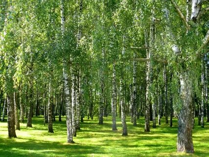 Березовая роща цб