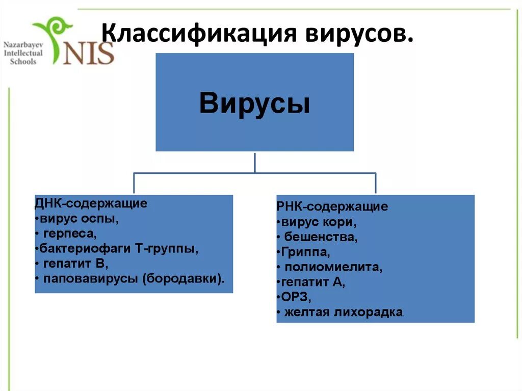 Днк содержащими являются вирусы. Рнк содержащие вирусы классификация. классификация днк вирусов. классификация днк содержащих вирусов. вирус оспы классификация.