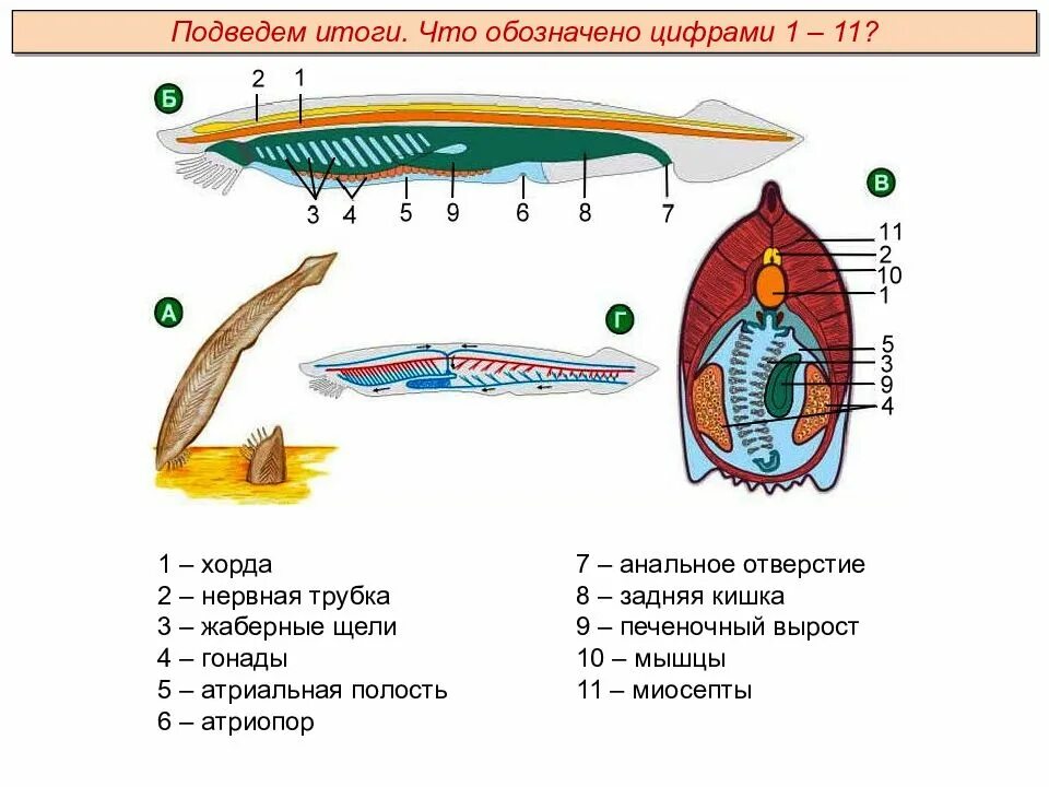 Общие признаки строения хордовых. Головохордовые строение. хорда жаберные щели нервная трубка. нервная система головохордовых. тип хордовые строение.