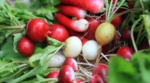 Чем подкормить редиску для быстрого роста