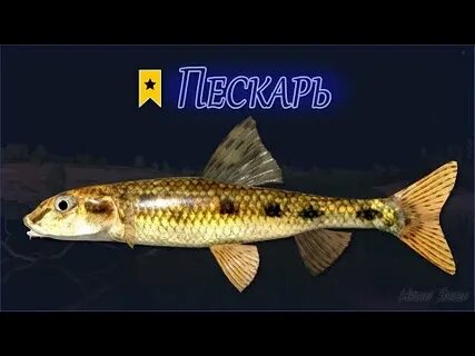 Пескарь вьюнок