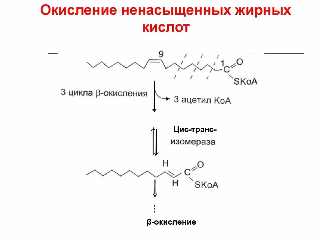 Окисление в биосинтезе. Альфа окисление жирных кислот. Омега окисление жирных кислот биохимия. Окисление жирных кислот до ацетил КОА. Альфа окисление жирных кислот биохимия реакции.