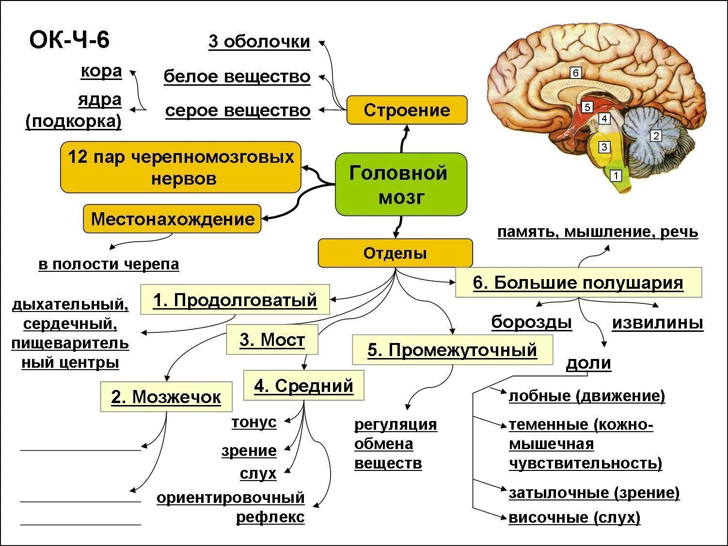 Структуры головного мозга биология 8 класс. Основные отделы головного мозга схема. Строение головного мозга отдел строение функции. Схема строения отделов головного мозга. Головной мозг 7 класс