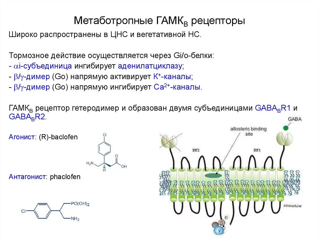 ГАМК рецепторный комплекс строение. Схема строения ГАМК рецептора. Строение и функция ГАМК рецепторов. ГАМК Б Рецептор структура.
