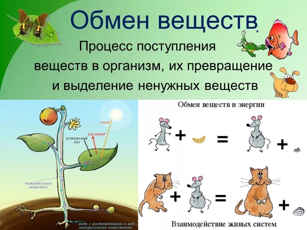 Обмен веществ у всех живых организмов. Обмен веществ это процесс состоящий из. Обмен веществ у всех живых организмов. Обмен веществ живых организмов. Обмен веществ у всех живых организмов.