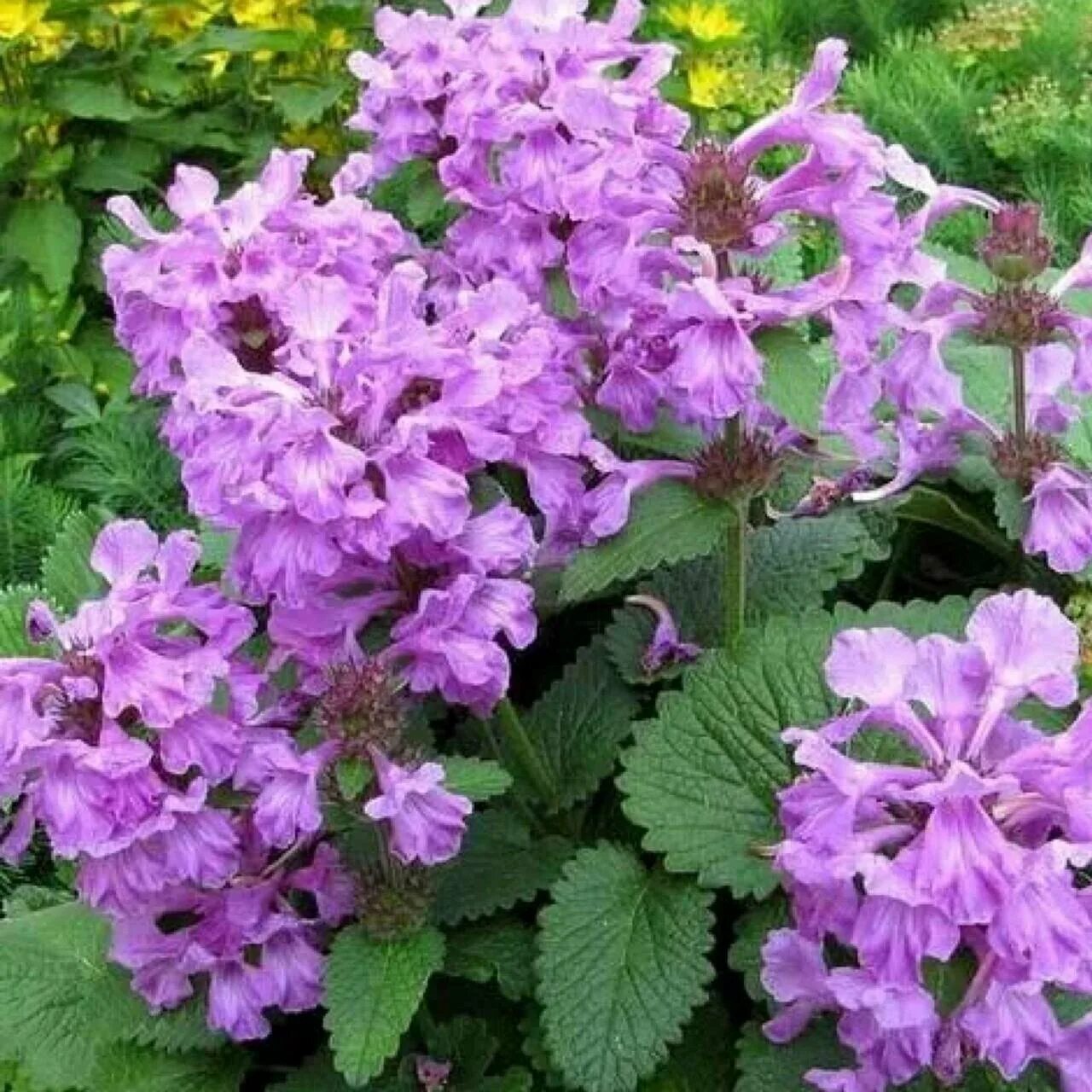 Буквица (betonica grandiflora). Многолетник буквица с чем сочетать. Буквица грандифлора. Буквица цветок фото и описание уход. Буквица лекарственная растение.