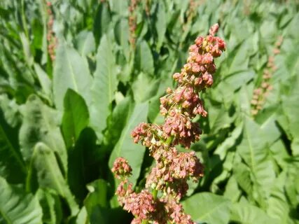 Щавель зацвел