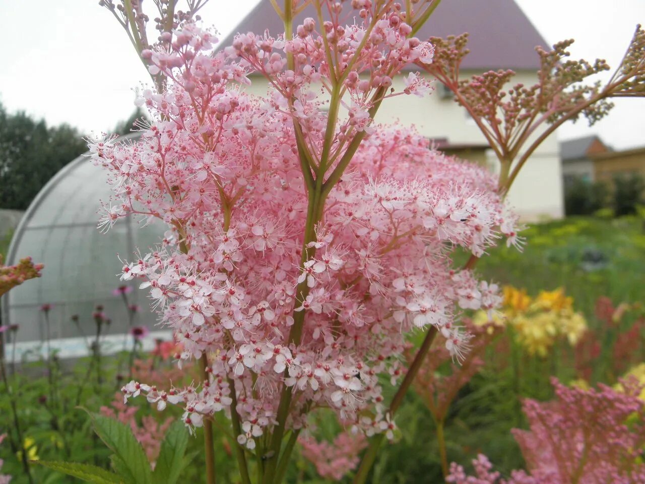 Лабазник Венуста Магнифика. Лабазник Венуста Магнифика (2). Лабазник (Filipendula) Венуста Магнифика (rubra), i. Лабазник красный Венуста.