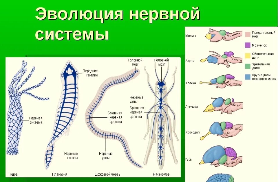 Эволюция нервной системы у животных таблица 7 класс биология. Эволюция органов нервной системы хордовых. Эволюция нервной системы беспозвоночных таблица. Эволюция нервной системы хордовых таблица. Сеть нервных клеток у каких беспозвоночных