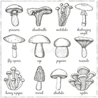 Слова связанные с грибами