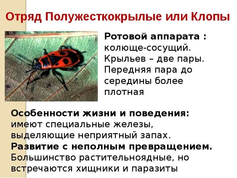 Жук солдатик фото и описание польза Клоп солдатик украшение наших садов, помощник дачника и главный враг слизней Д
