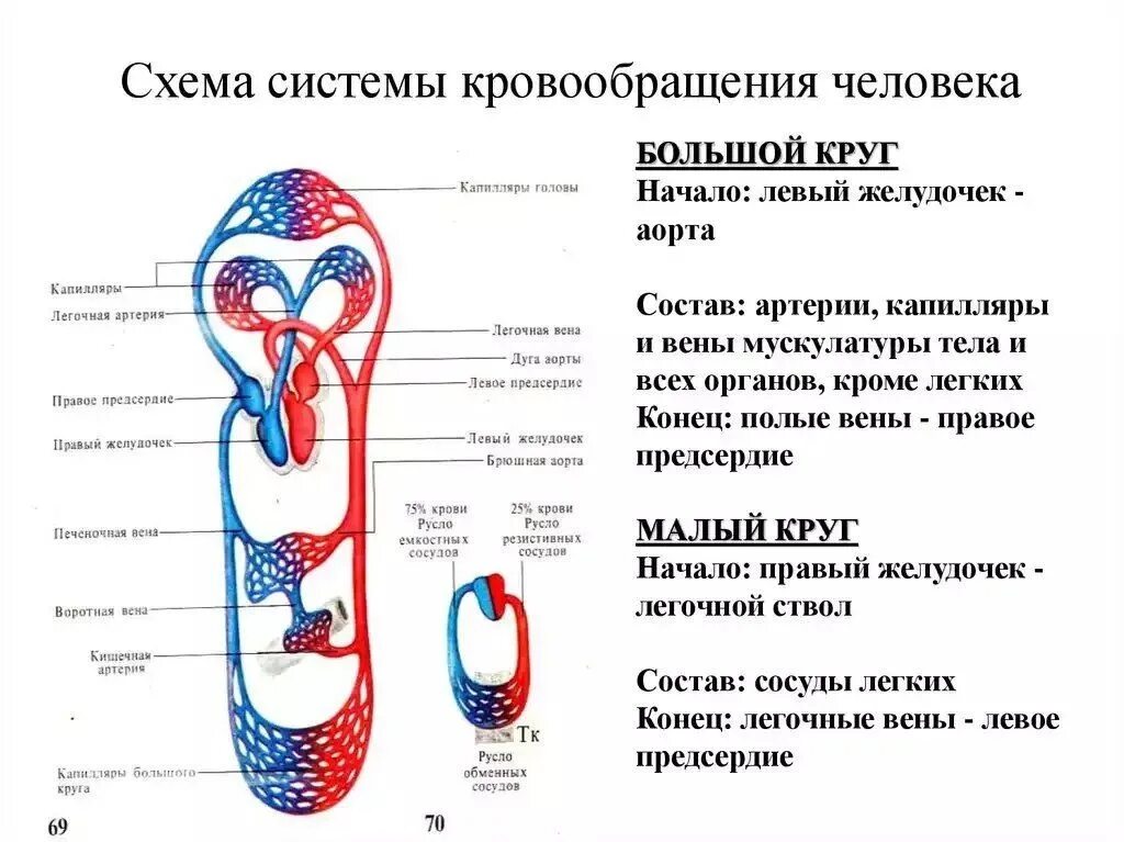 Возврат жидкости в кровеносную систему. Схема малого круга кровообращения. Большой и малый круг кровообращения схема. Малый круг кровообращения и большой круг кровообращения схема. Малый круг кровообращения понятная схема.