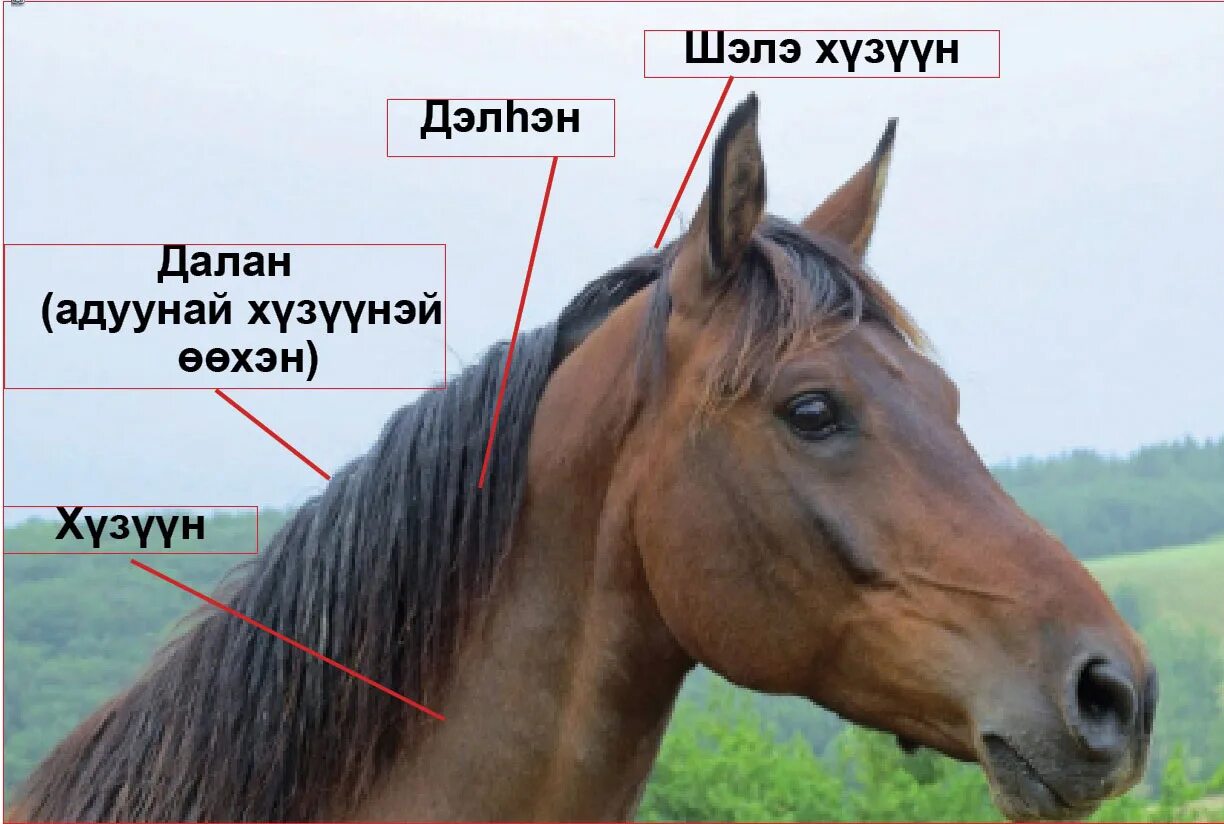 Lillyookook - Riley - lisa sorrell 2069 Most beautiful horses, Beautiful horses,