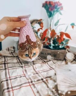Оригинальный кот