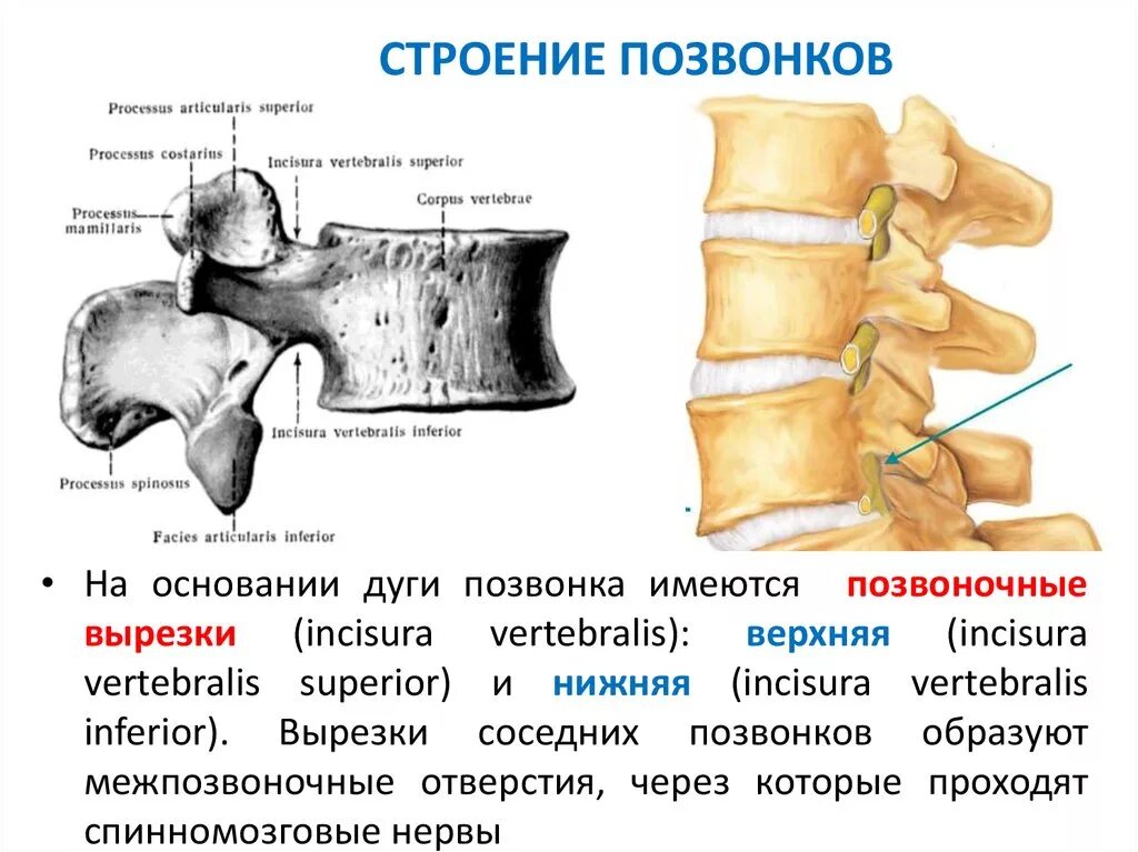 Поясничный позвонок анатомия вид сбоку. Строение выступающего позвонка сбоку. Поясничный позвонок строение анатомия. Строение поясничного позвонка человека.