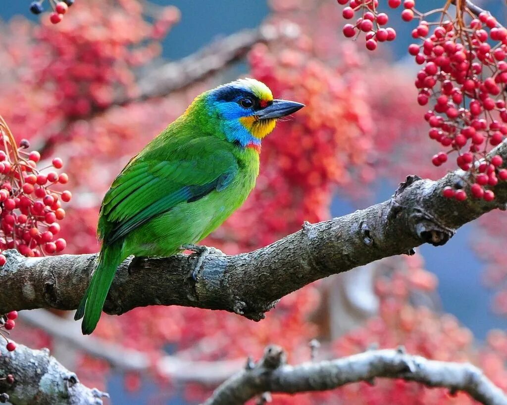 J birds. Яркие птицы. Экзотические птицы. Разноцветные птицы. Птицы картинки.
