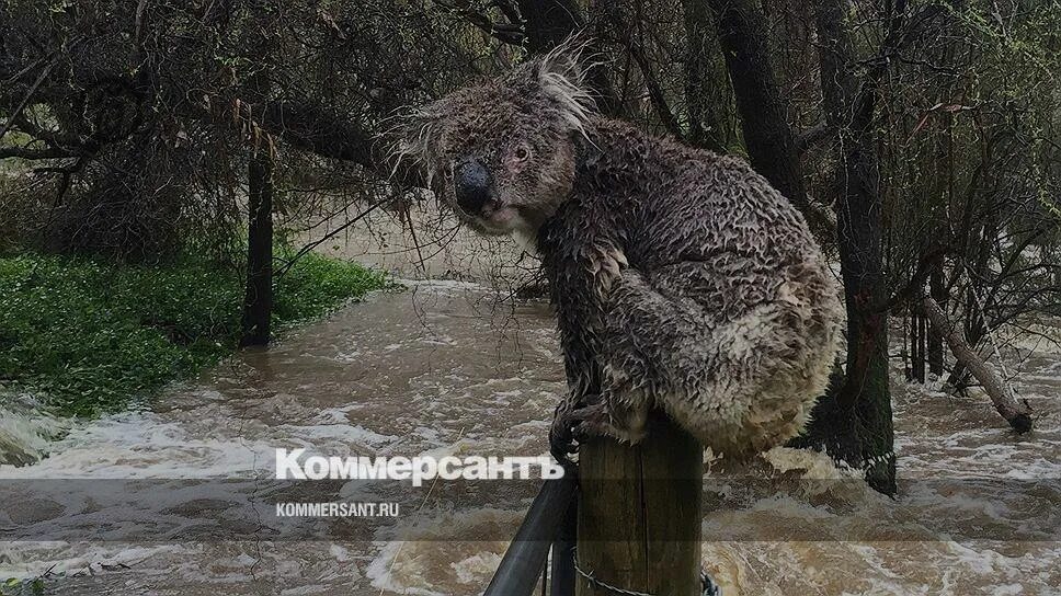 Мокрая коала почему