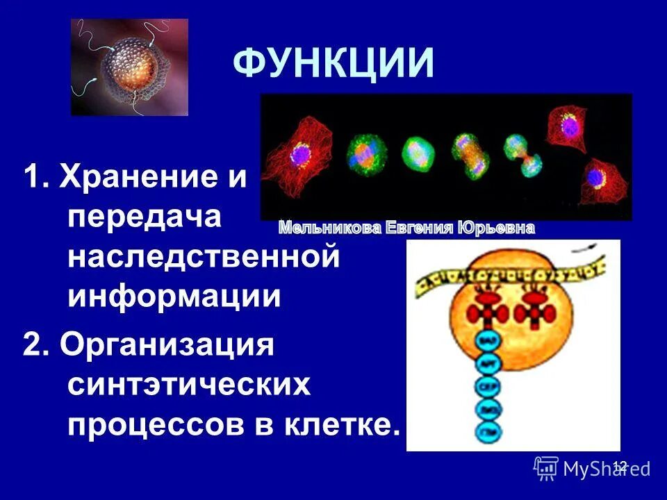 Принципы передачи наследственной информации. 5 класс хранение и передача информации тест. Клетка органоиды клетки. Роль днк и рнк в передаче наследственной информации. Функции клеток хранения и передачи информации.