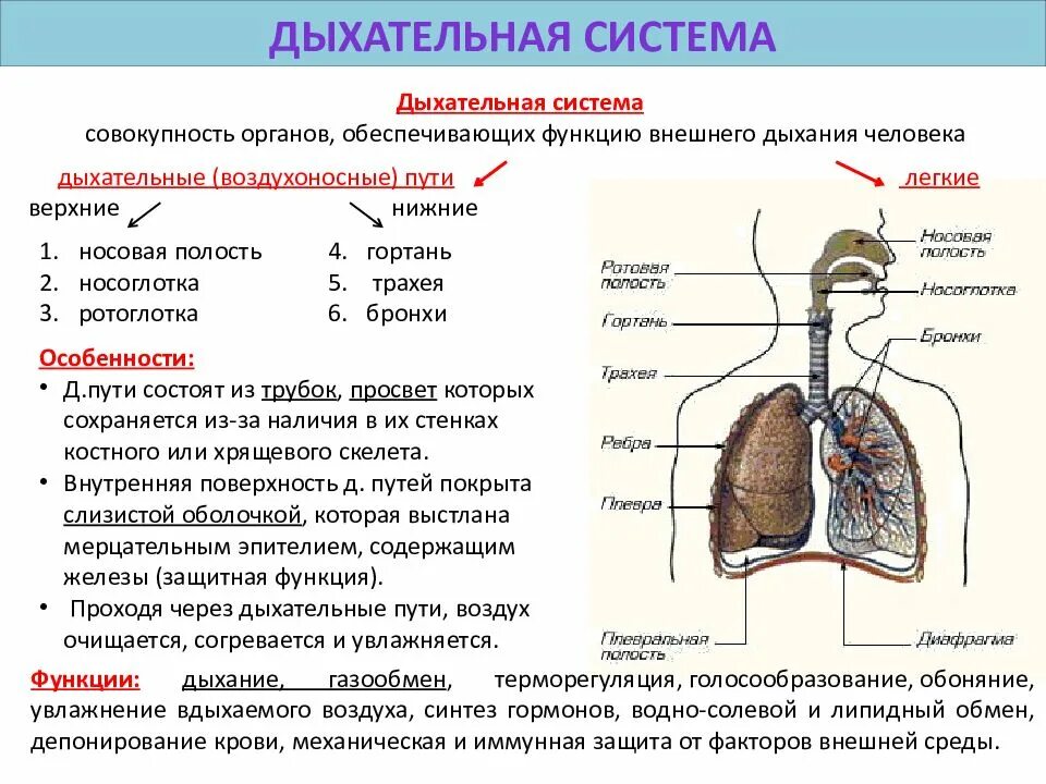 Чем представлены органы дыхания