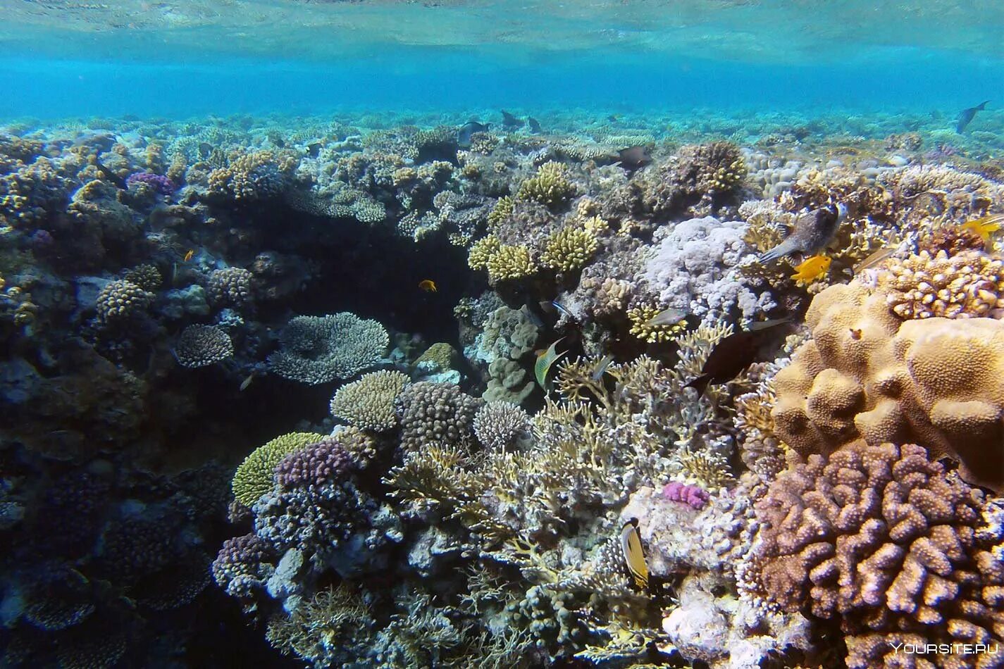 Reef tourism. Риф Шарм-Эль-Шейх. Коралловый риф рас Мухаммед. Национальный парк рас-Мохаммед Египет. Красное море заповедник рас-Мохаммед.