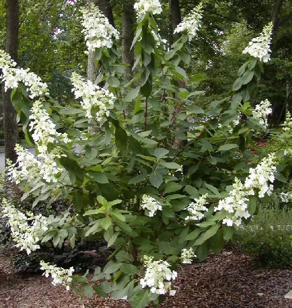 Тардива отзывы. Peegee hydrangea paniculata. Тардива отзывы. Тардива отзывы. Тардива отзывы.