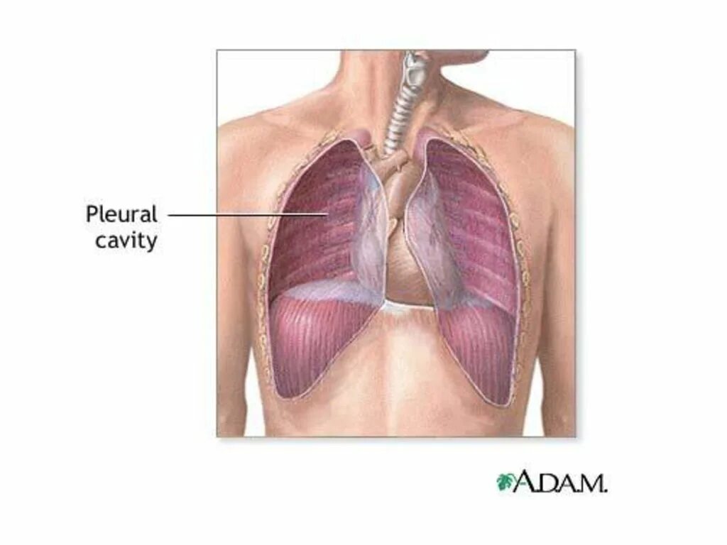 Плевра и плевральная полость. Плевра легких плевральная полость. Экссудативный плеврит спайки. Плевральная полость грудной клетки.