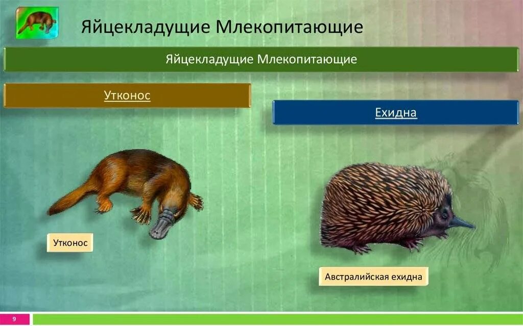 Яйцекладущие млекопитающие. Ареал яйцекладущие. утконос и ехидна яйцекладущие млекопитающие. млекопитающие плацентарные яйцекладущие сумчатые.