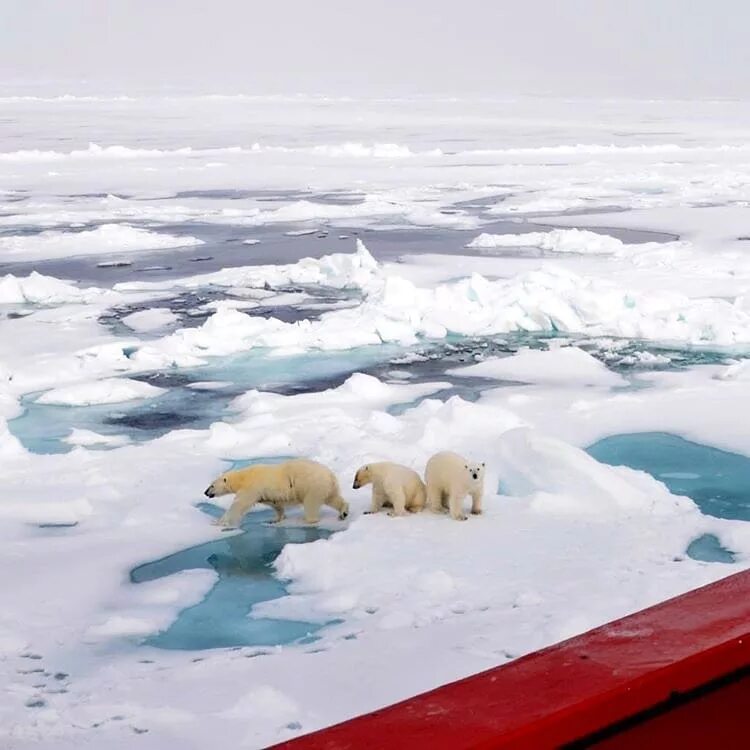 река хэмпаета обская губа. енисей карское море. карское море. обская губа ямал. обская губа новый порт.