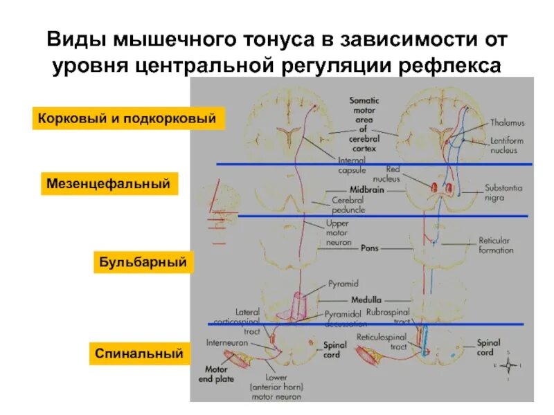 Высший центр подкорковой регуляции. Виды мышечного тетануса. виды мышечного тонуса в зависимости от уровня центральной регуляции. уровни регуляции мышечного тонуса. типы мышечного гипертонуса.