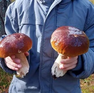Грибы в подмосковье 2024 сейчас есть где