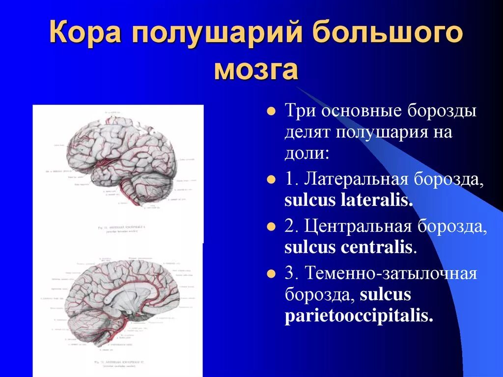 Функции коры переднего мозга