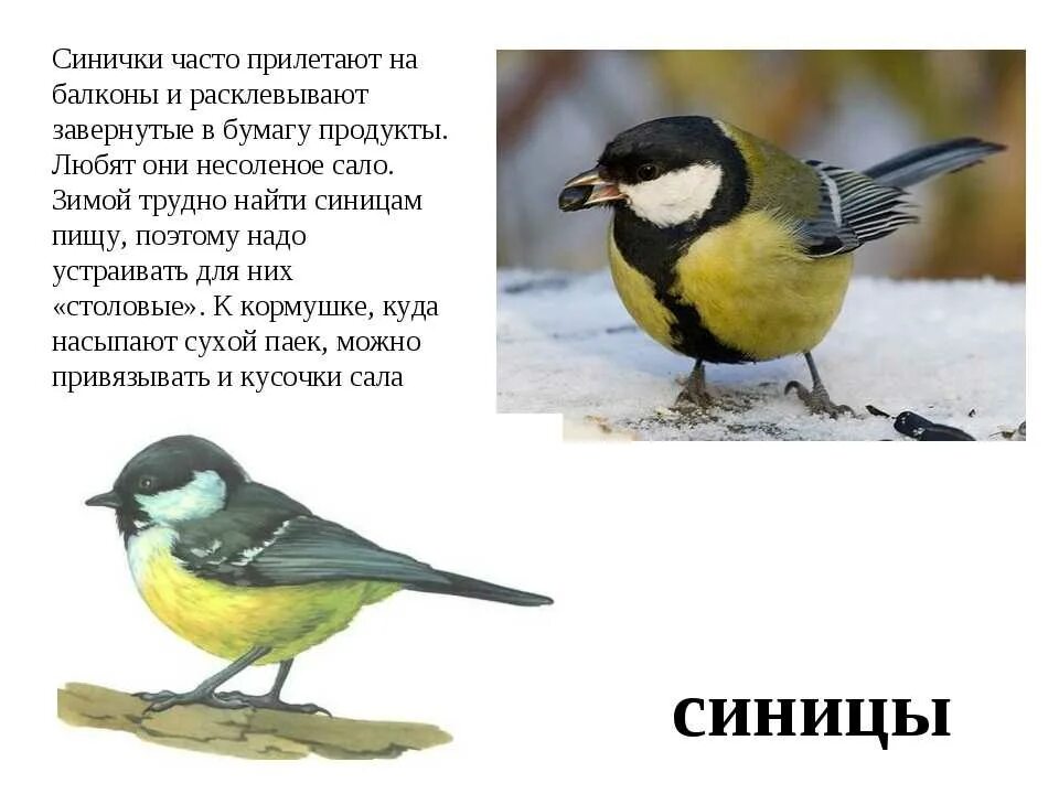 Синичка 5 содержание чем закончится. Синичка описание для детей. синица описание. синица описание птицы. синица описание для детей.