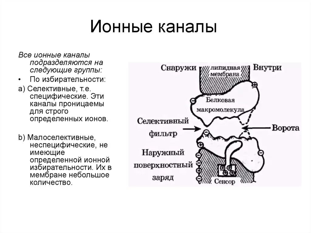 Строение ионного канала. Строение ионного канала мембраны. Строение и функции ионных каналов мембраны. Строение принцип работы ионных каналов.