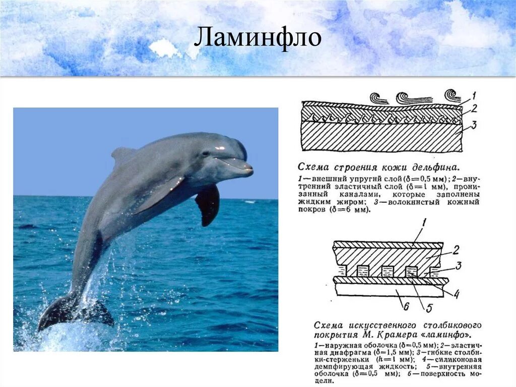 Строение кожи дельфина. Дельфины строение. Кожа китообразных строение. Кожа дельфина в разрезе.