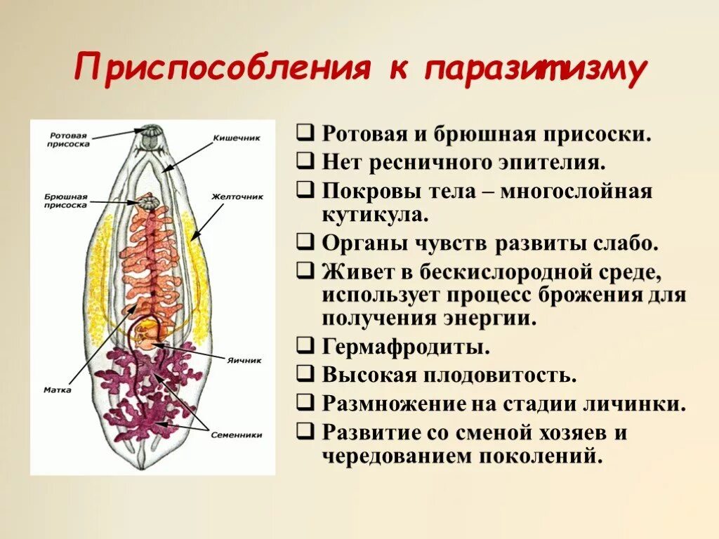 Адаптации сосальщиков