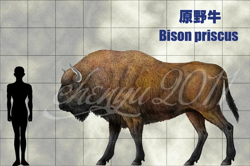 Степной Бизон Bison Priscus. Скелет первобытный Бизон Bison Priscus. Бизон латифронс древний. Bison latifrons скелет. Бизон размеры