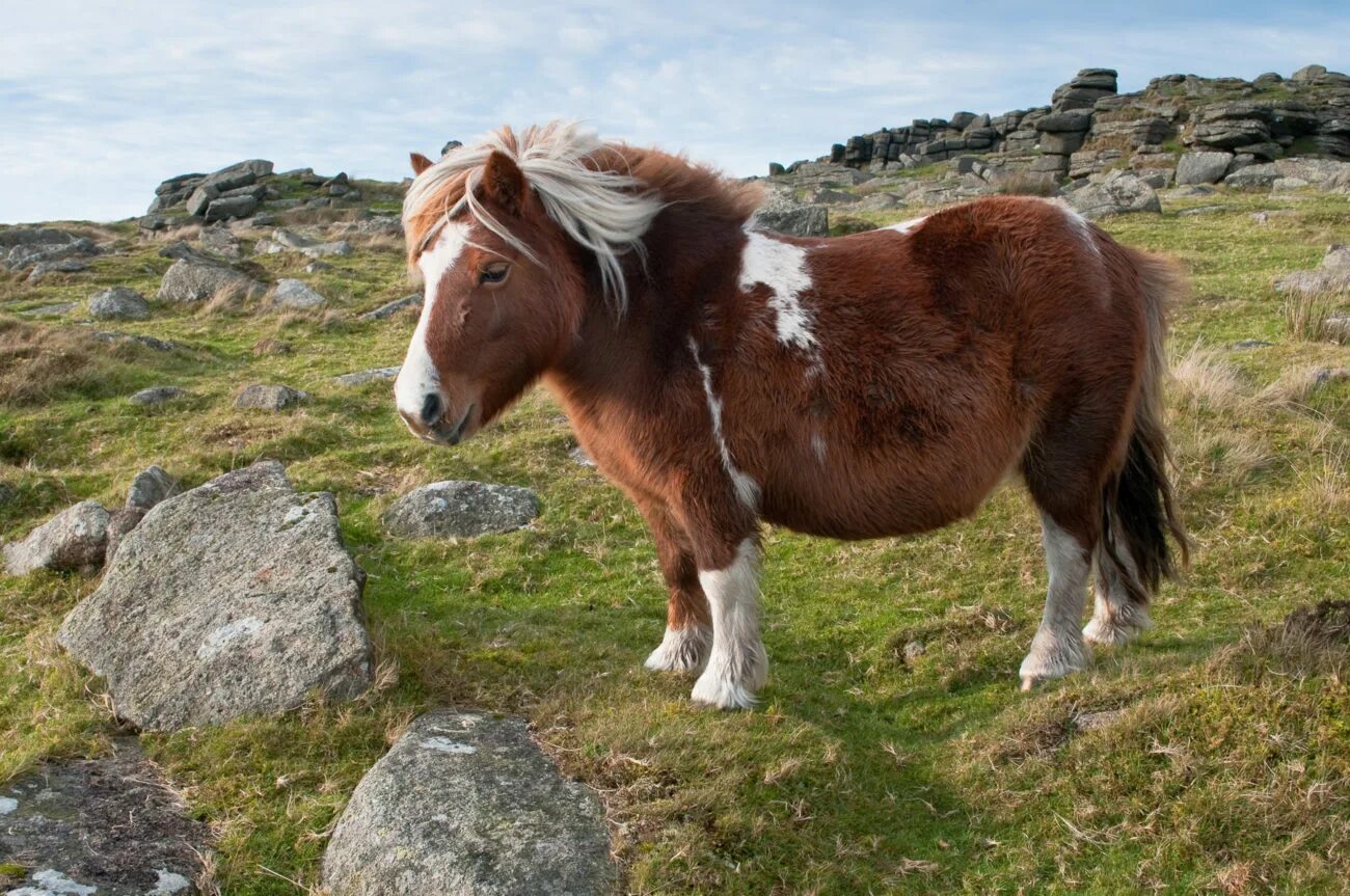 Pony фото. Dartmoor Pony. Пони Дартмур. Шетлендский пони. Дартмур порода лошадей.