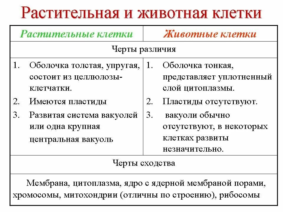 Делать различия между. Сходства и различия строения клеток растений и животных. Строение растительной клетки и животной клетки сходства и различия. Черты сходства клеток растений и животной клетки. Сходства и отличия растительной и живой клетки таблица.