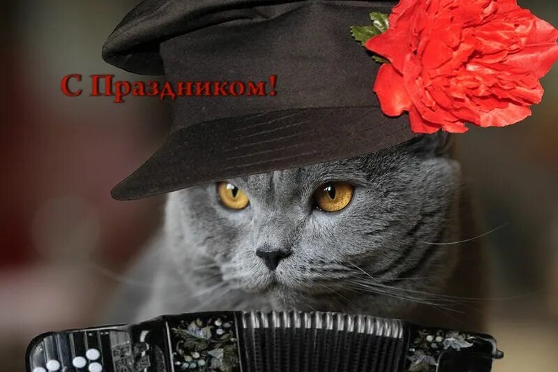 День фотографии поздравления. С 8 марта коты. С 8 марта британский кот. Котик праздник. Праздник мартовских котов.