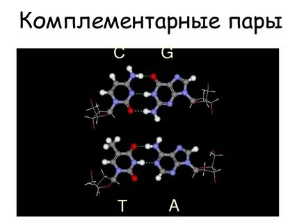 Комплементарными являются нуклеотиды