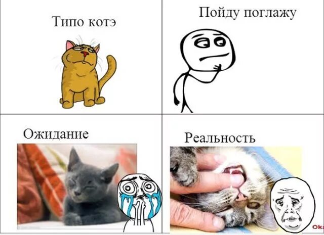 Мемы с котами без мата. Коты мемы. Мемы с котами без надписей. Мемы с котом. Котики смешные мемы.