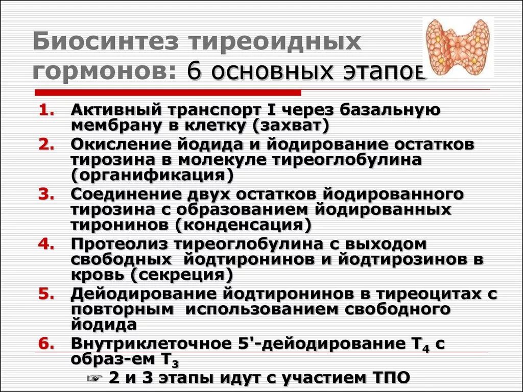 Использование йода для синтеза гормонов. Основные этапы биосинтеза йодированных гормонов щитовидной железы. Стадии синтеза гормонов щитовидной железы. Этапы биосинтеза тиреоидных гормонов. Этапы синтеза тиреоидных гормонов.