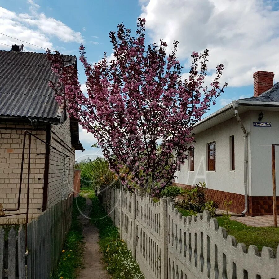 Сакура роял бургунди. Сакура мелкопильчатая Роял бургунди. Вишня Роял бургунди. Вишня мелкопильчатая Royal Burgundy. Вишня мелкопильчатая Роял бургунди Prunus serrulata.