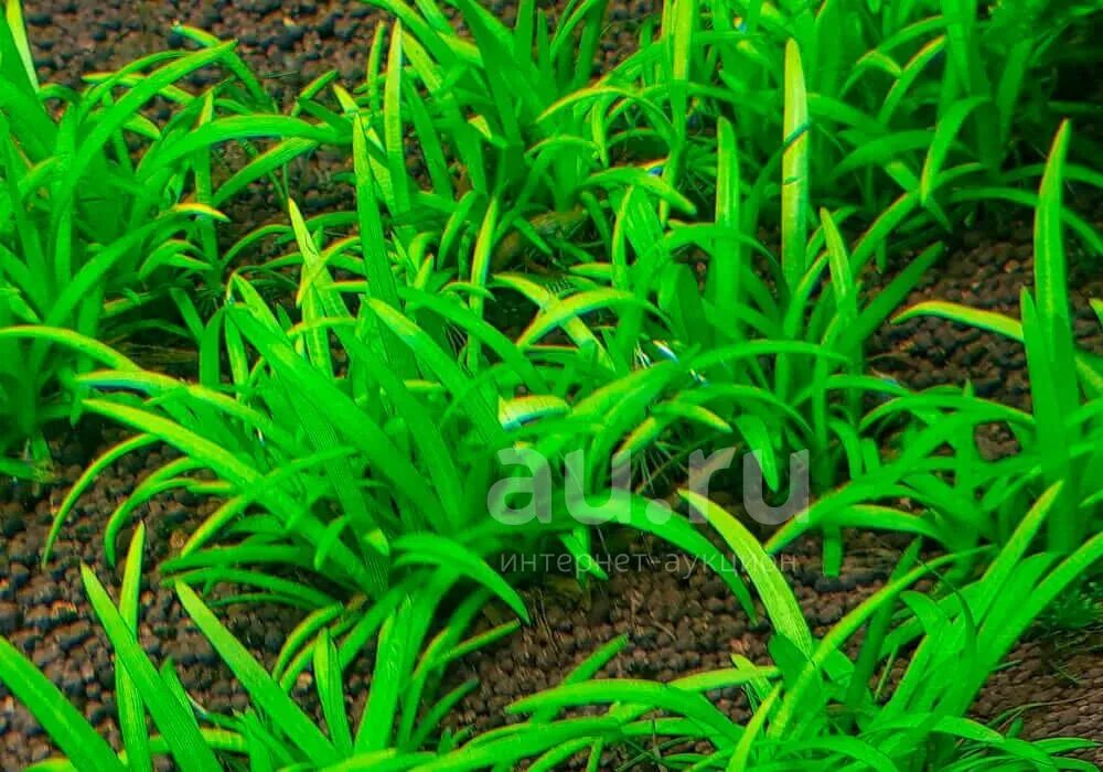Сагиттария шиловидная (sagittaria subulata). Сагитария. Сагиттария аквариумное растение. Сагиттария шиловидная аквариумное растение. Сагиттария стрелолист.
