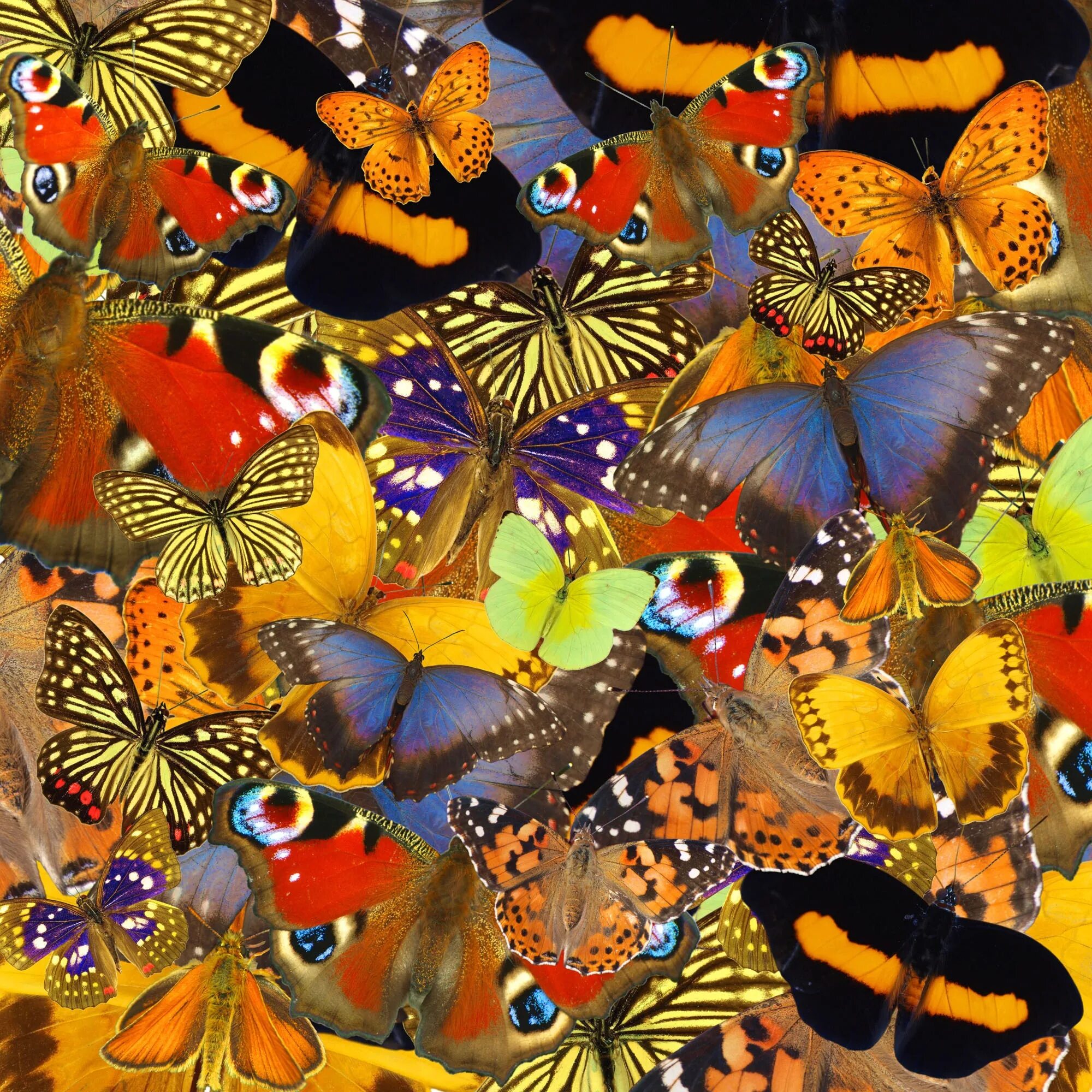Разнообразие бабочек. Много бабочек. Множество бабочек. Стая бабочек. Разноцветные бабочки.