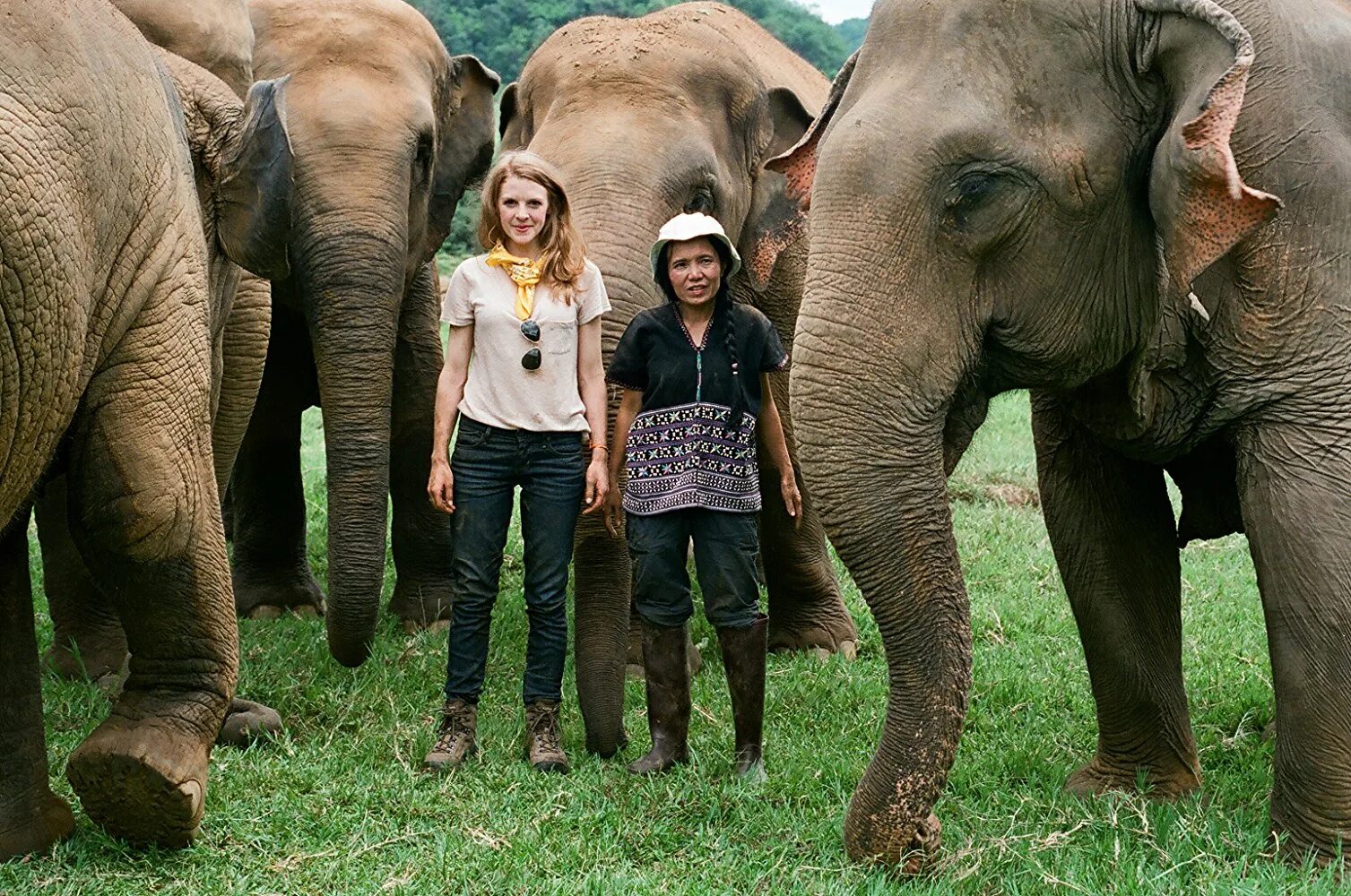Видео самой большой. Самые большие слоны в истории. Потомки слонов. Индийский слон документальный фильм. Слоновьи ухаживания фото.
