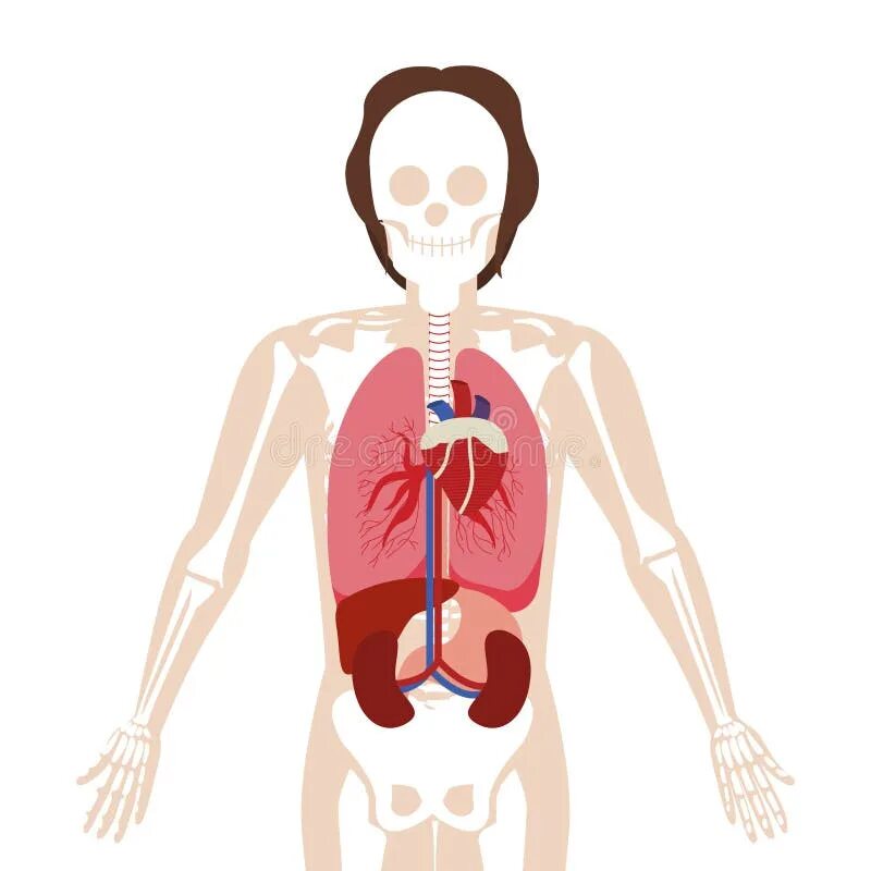 Органы человека. Анатомия человека органы. Внутренние органы человека для дошкольников. Внутренние органы. Внутренние органы человека по отдельности.